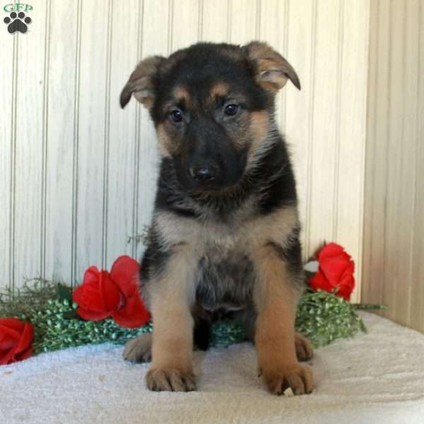 Jane, German Shepherd Puppy