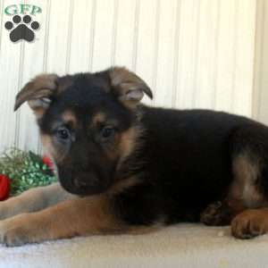Jane, German Shepherd Puppy