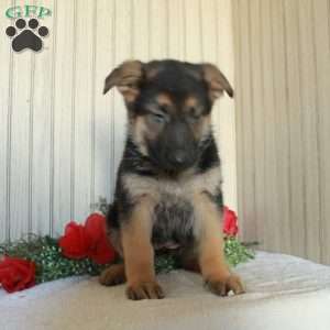 Jane, German Shepherd Puppy