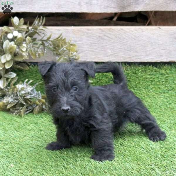Janga, Scottish Terrier Puppy