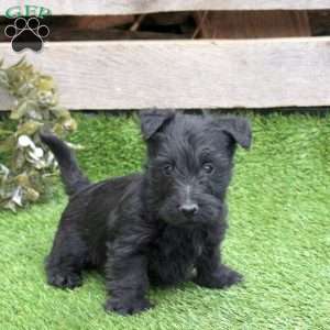 Janga, Scottish Terrier Puppy