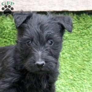 Janga, Scottish Terrier Puppy