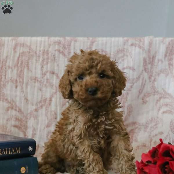 Jared, Cockapoo Puppy