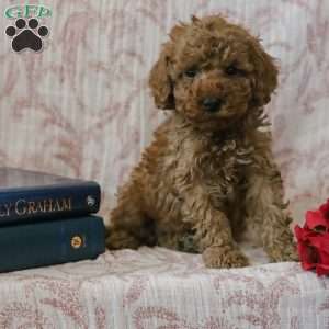 Jared, Cockapoo Puppy