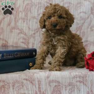 Jared, Cockapoo Puppy