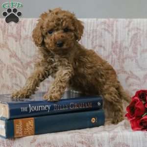 Jared, Cockapoo Puppy