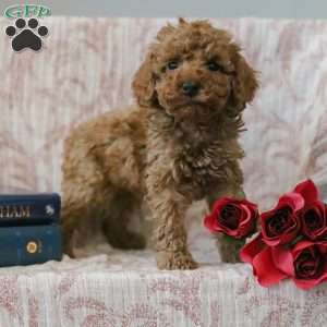 Jared, Cockapoo Puppy