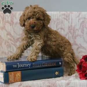 Jared, Cockapoo Puppy