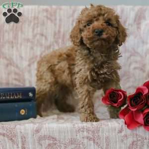 Jared, Cockapoo Puppy