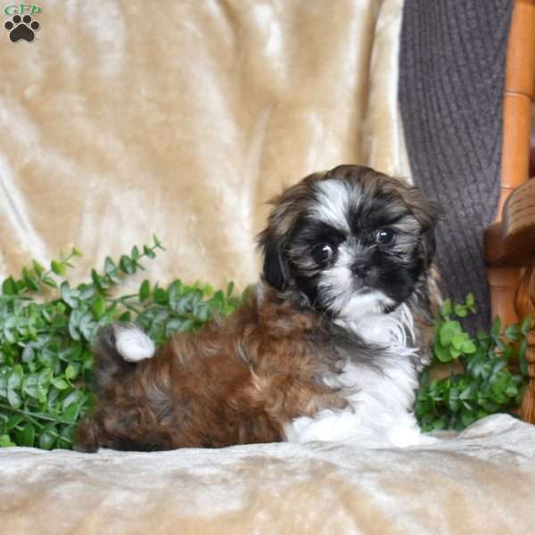 Jasmine, Shih Tzu Puppy