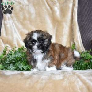 Jasmine, Shih Tzu Puppy