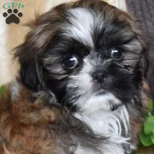 Jasmine, Shih Tzu Puppy
