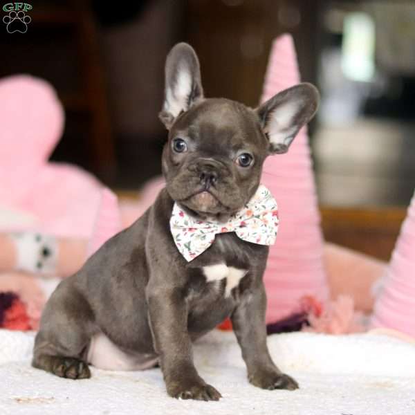 Jasmine, French Bulldog Puppy