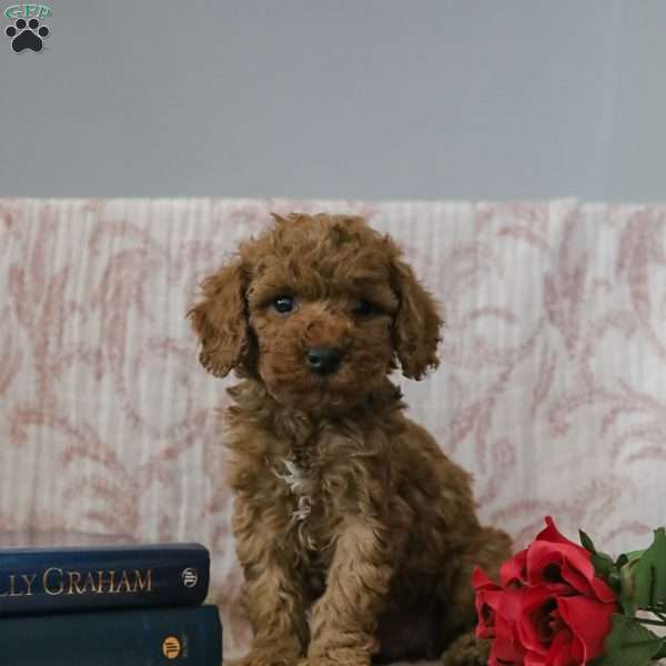 Jason, Cockapoo Puppy