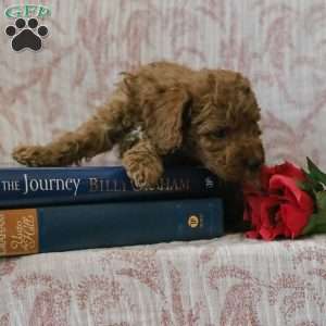 Jason, Cockapoo Puppy