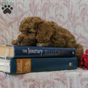 Jason, Cockapoo Puppy