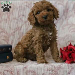 Jason, Cockapoo Puppy