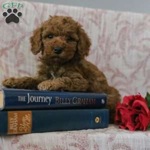 Jason, Cockapoo Puppy