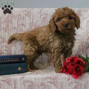 Jason, Cockapoo Puppy