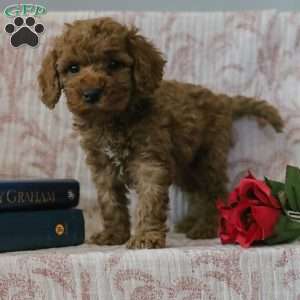 Jason, Cockapoo Puppy