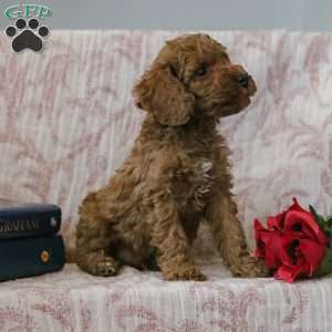 Jason, Cockapoo Puppy