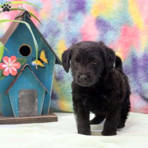 Jasper, Jack Russell Mix Puppy