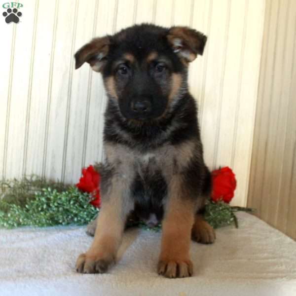 Jasper, German Shepherd Puppy
