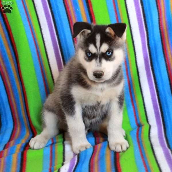 Jasper, Siberian Husky Puppy