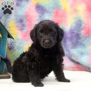 Jasper, Jack Russell Mix Puppy