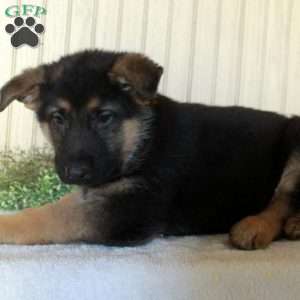 Jasper, German Shepherd Puppy