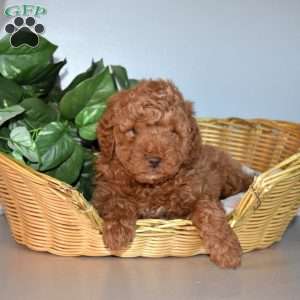 Jasper, Mini Goldendoodle Puppy