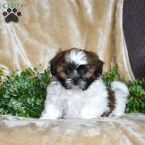 Jasper, Shih Tzu Puppy