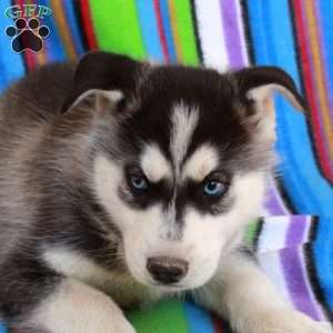 Jasper, Siberian Husky Puppy