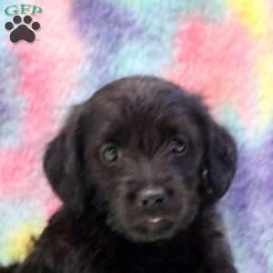 Jasper, Jack Russell Mix Puppy