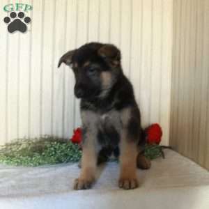 Jasper, German Shepherd Puppy