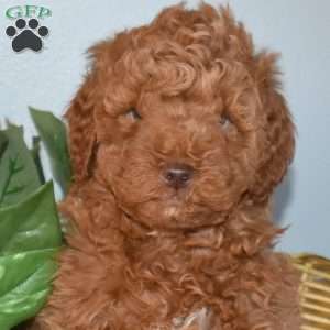 Jasper, Mini Goldendoodle Puppy