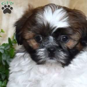 Jasper, Shih Tzu Puppy