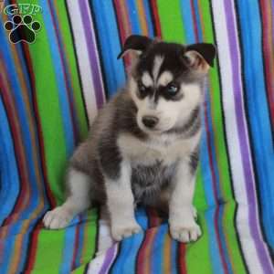 Jasper, Siberian Husky Puppy