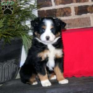Jasper, Miniature Australian Shepherd Puppy