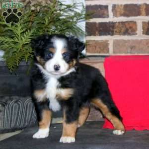 Jasper, Miniature Australian Shepherd Puppy