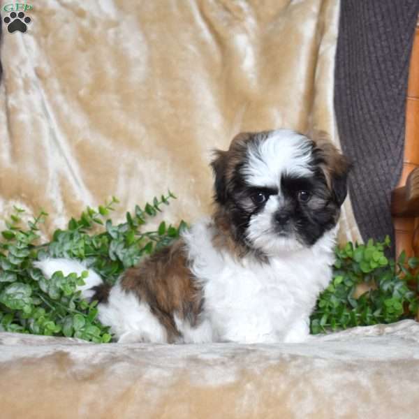 Jax, Shih Tzu Puppy