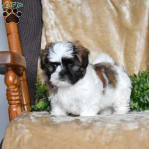 Jax, Shih Tzu Puppy