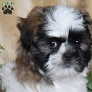 Jax, Shih Tzu Puppy