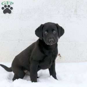 Jay, Black Labrador Retriever Puppy