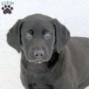 Jay, Black Labrador Retriever Puppy