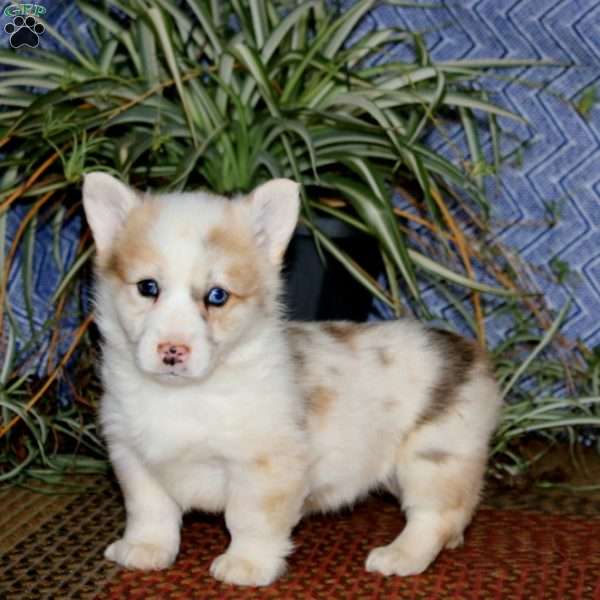 Jayda – longhaired, Pembroke Welsh Corgi Puppy