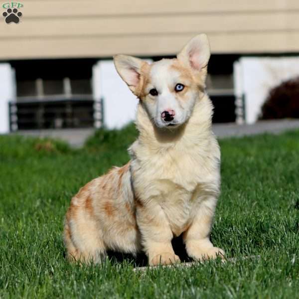Jayda – longhaired, Pembroke Welsh Corgi Puppy