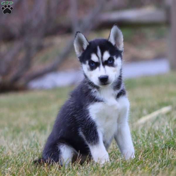 Jayda, Siberian Husky Puppy