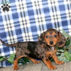 Jayda – Mini, Dachshund Puppy