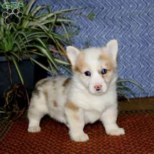 Jayda – longhaired, Pembroke Welsh Corgi Puppy